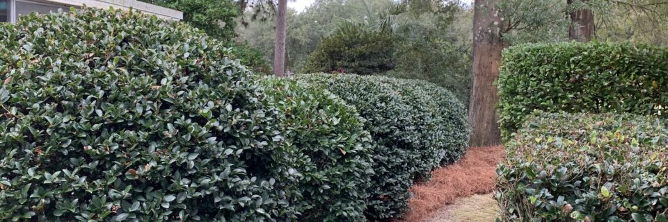 Shrub, Hedge, and Landscape Trimming
